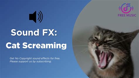 cat screaming sound effect.